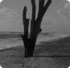 Patience (After Sebald) at the cornerhouse